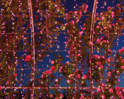 тоннель роз