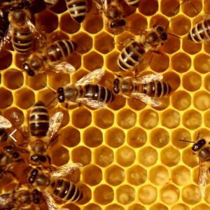Bee Venom Cleansing Foam 6