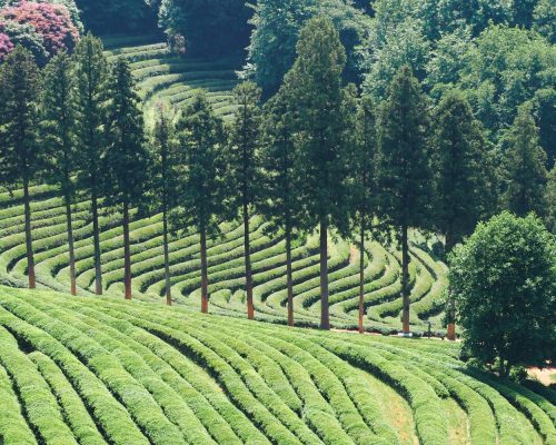 Чайные плантации Посон