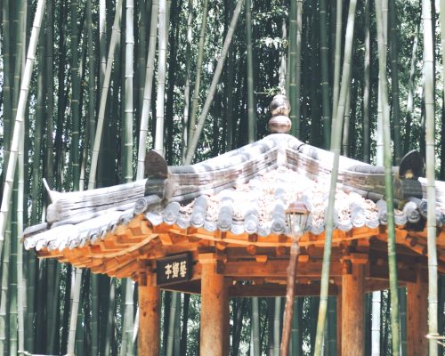 Бамбуковый лес в Дамъяне