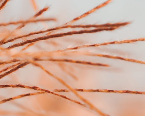 Бета-глюканы