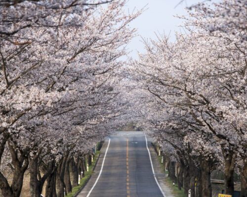 cherry blossom-news14