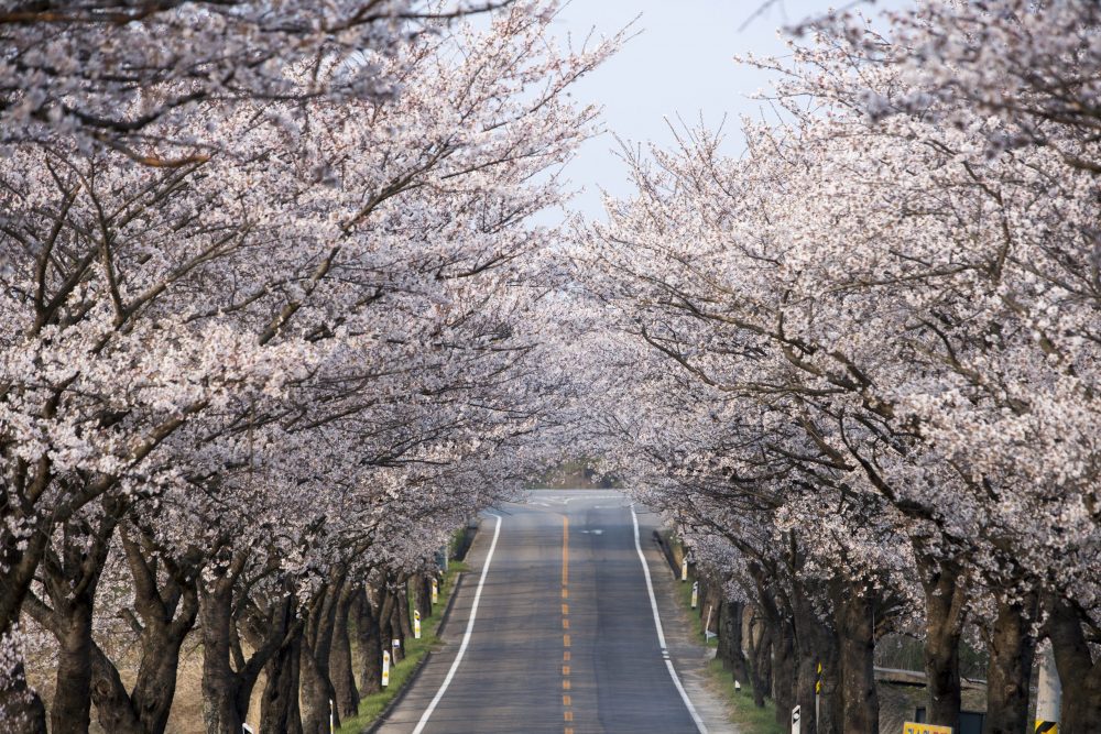 cherry blossom-news14