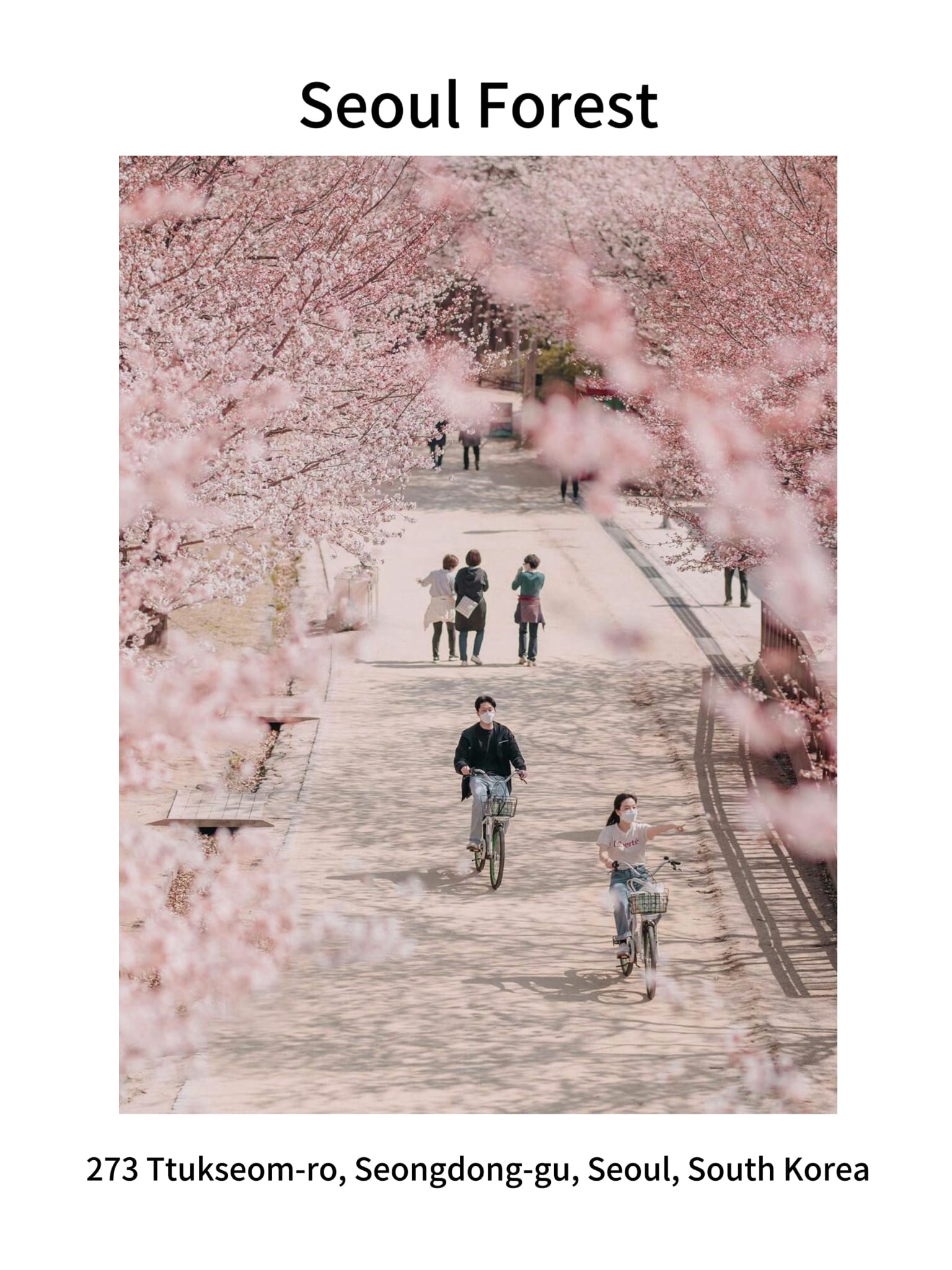 cherryblossom-news5