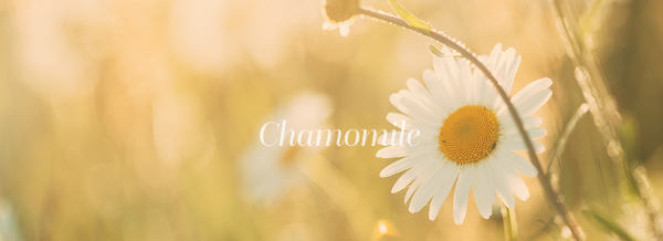 NATURE_REPUBLIC_Chamomile_Calming_Tone_Up_Sun_Cream_main3